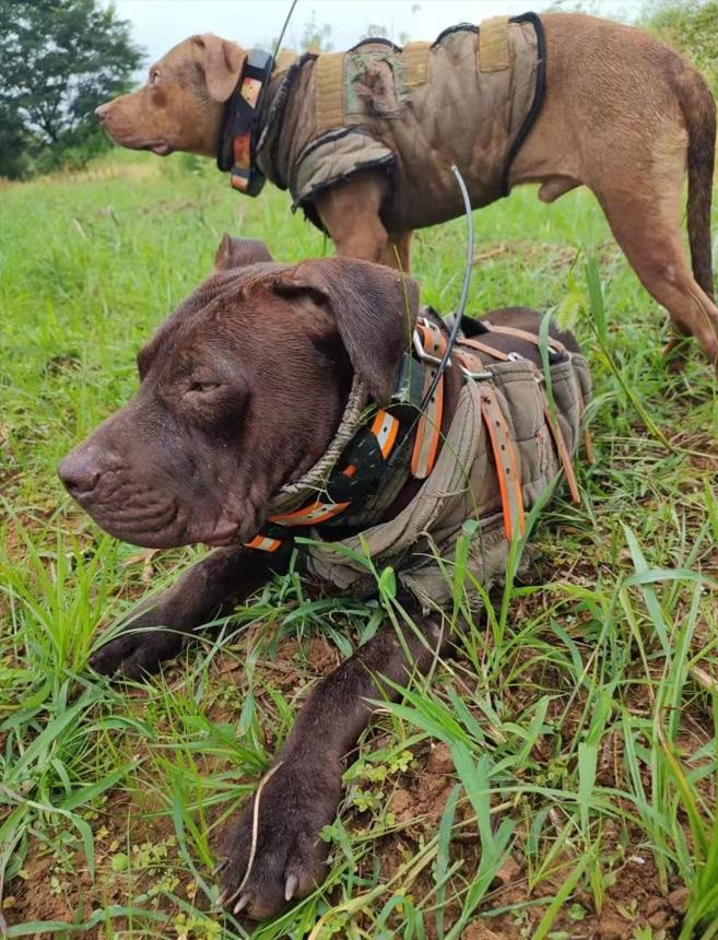 hunting dog with gps tracker